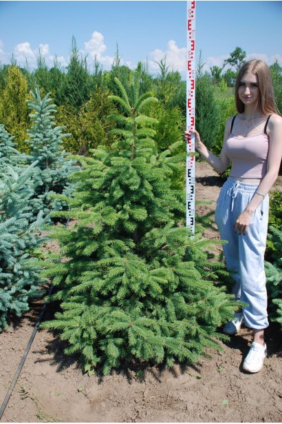 Ялина колюча зелена | Ель колючая зелёная | Picea pungens